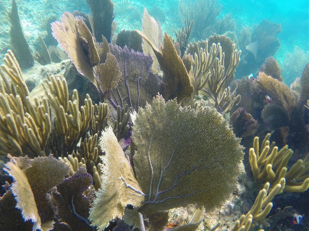 ラルー ベヤ リゾート Placencia エクステリア 写真